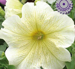 Петуния грандифлора Призм Желтые жилки