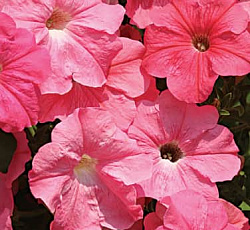 Петуния Русский размер Лососевая F1