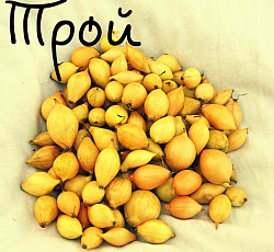 Лук-севок Трой F1