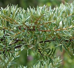 Облепиха - Алей (мужской, опылитель)