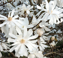 Магнолия (звездчатая) - Роял Стар (Люкс)