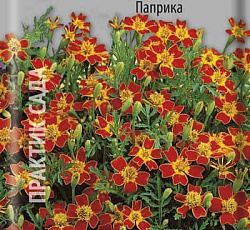 Бархатцы тонколистные Паприка