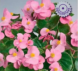 Бегония вечноцветущая зеленолистная Этерна Пинк