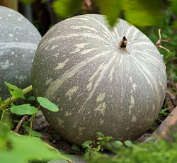 Тыква Волжская серая 92