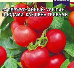Томат Пень F1