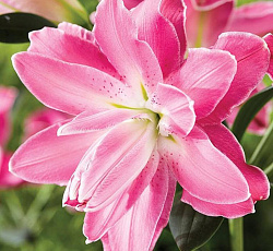 Лилия (восточная махровая) - Лотус Уандер