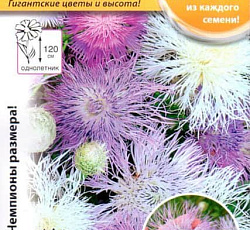 Василек Русский размер