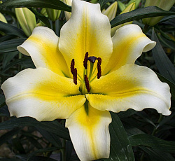 Лилия (восточная) - Галапагос