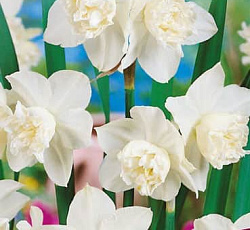 Нарцисс (махровый) - Вайт Марвел