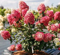 Гортензия (метельчатая) - Самарская Лидия (Люкс)