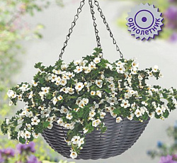 Бакопа грандифлора Мега Вайт