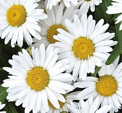 Ромашка (нивяник) Мадонна