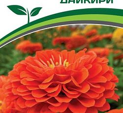 Цинния георгиновидная "Сочные тропики" F1 Дайкири