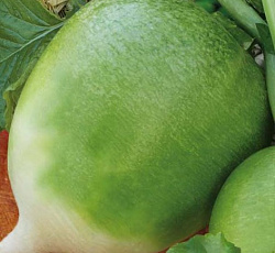 Редька китайская Хозяюшка