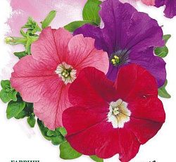 Петуния крупноцветковая Донна F1 (смесь окрасок)