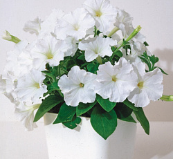 Петуния Русский Размер Лапландия F1