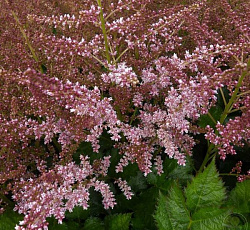 Астильба (арендса) - Рэззл Дэззл