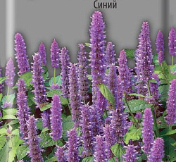 Агастахе гибридный Виват Синий