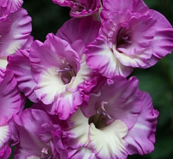 Гладиолус (гофрированный) - Наблус