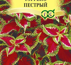 Колеус Тэррено пестрый