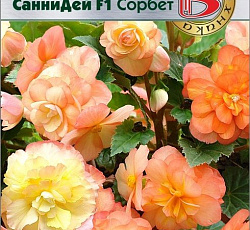 Бегония гибридная Санни Дей F1 Сорбет