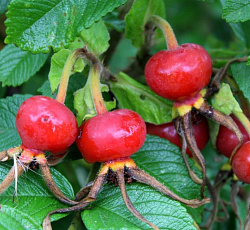 Шиповник - Юбилейный