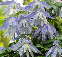 Клематис (ботанический) - Майдвел Холл