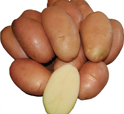 Картофель Фаворит (СУПЕР ЭЛИТА)