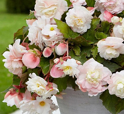 Бегония (каскад) - Одороса Вайт Блаш