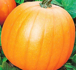 Тыква Кустовая оранжевая