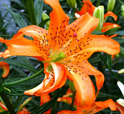 Лилия (азиатская махровая) - Маст Си