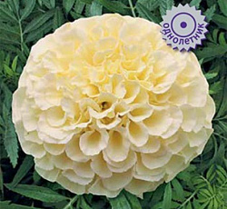 Бархатцы прямостоячие Ванилла F1