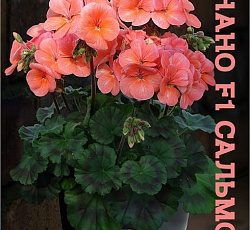 Пеларгония зональная карликовая Нано F1 Сальмон