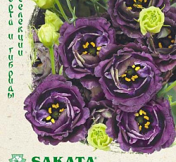 Эустома (лизиантус) Розалина Черная жемчужина F1