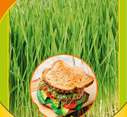 Микрозелень Злаковые микс (пшеница, рожь, овес)
