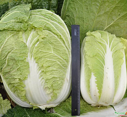 Капуста Пекинская F1 Русский размер