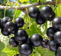 Смородина черная (традиционная) - Лентяй