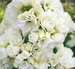 Флокс (метельчатый) - Тиара (Люкс)