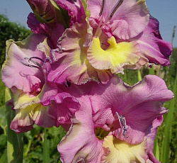Гладиолус (Российская селекция) - Град Китеж