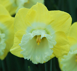 Нарцисс (крупнокорончатый) - Сноу Фриллз (Люкс)