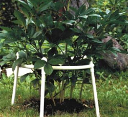 Кустодержатель одноярусный (d-60 см, h-70 см)