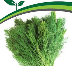 Укроп Мораван