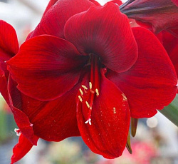 Амариллис (простой) - Феррари