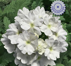 Вербена Обсешн Вайт