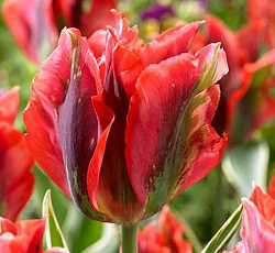 Тюльпан (Зеленоцветный) - Голливуд