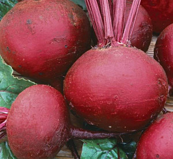 Свекла Одноростковая