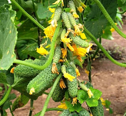 Огурец Гирлянда F1