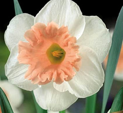 Нарцисс (Трубчатый) - Чайниз Корал