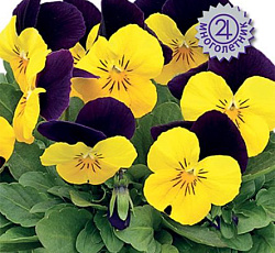 Фиалка рогатая Эдмаер Еллоу Парпл Винг