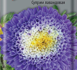 Астра помпонная Суприм Лавандовая